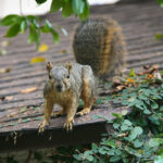 Grey Squirrel