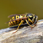 Wasps and Hornets