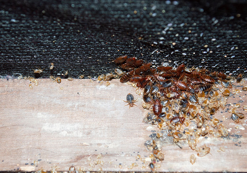 bed bug infestation cornwall