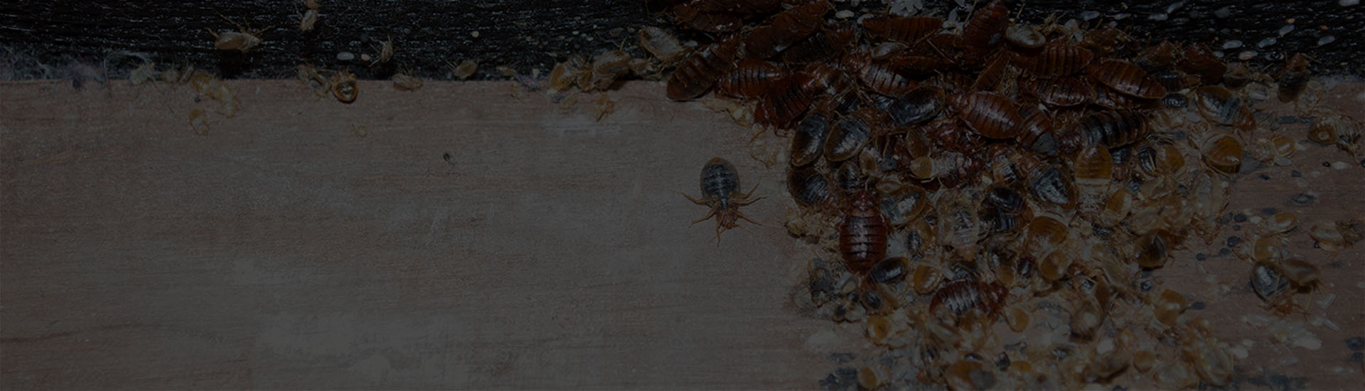 bed bug treatment cornwall