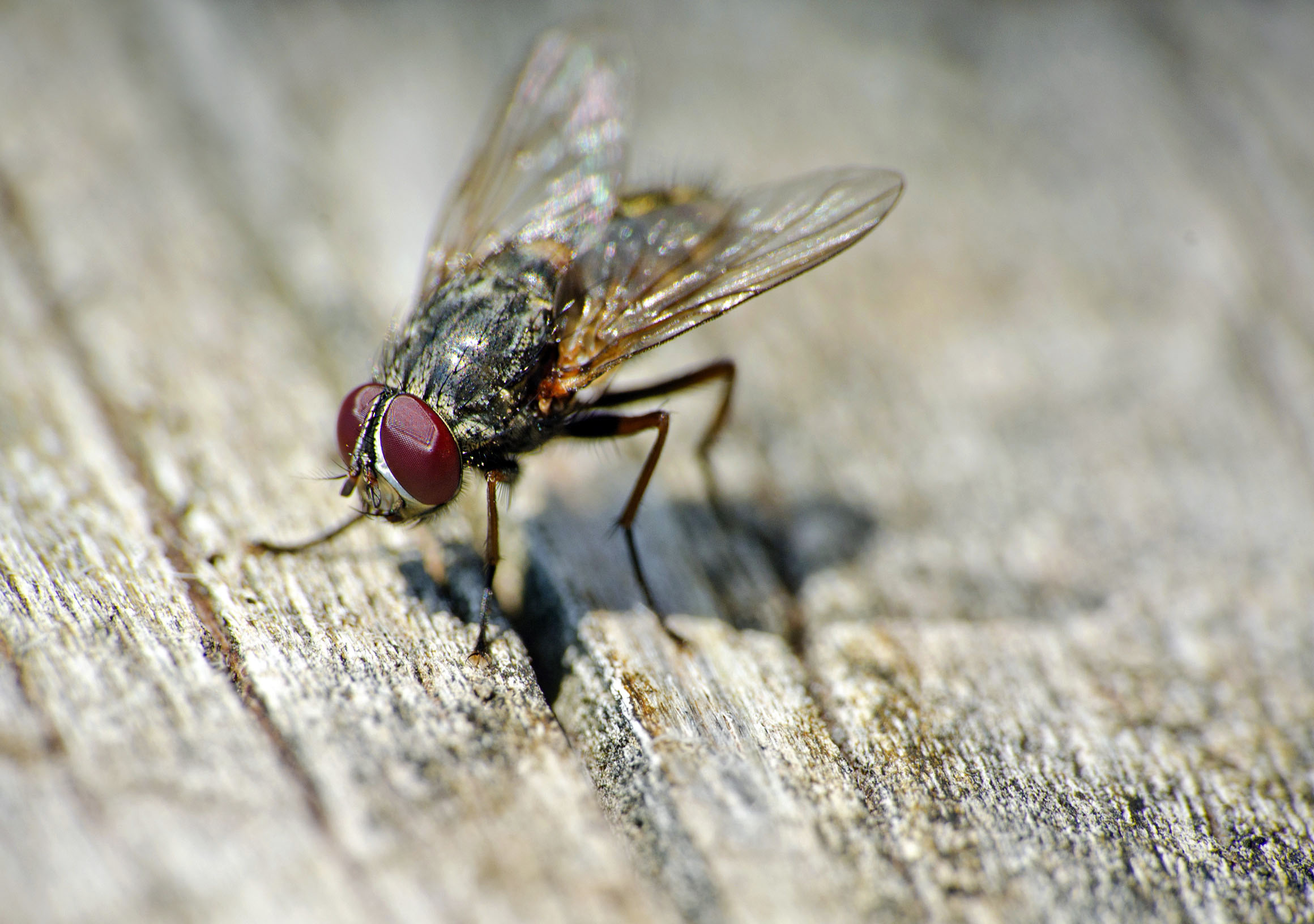 Pest Control Flies Cornwall