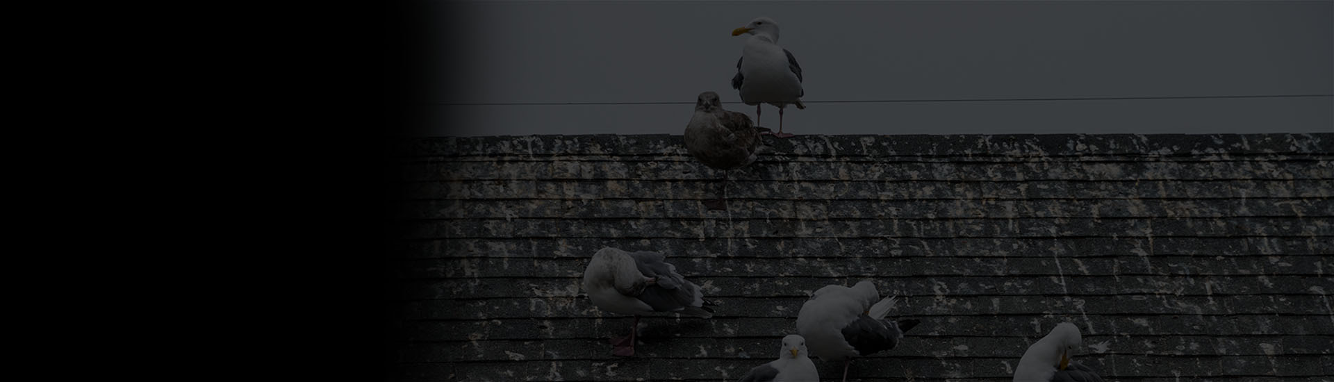 Bird Proofing and Control Cornwall